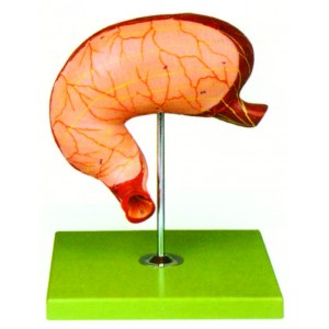 Stomach Dissection Model